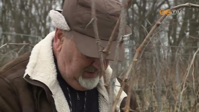 Megkezdődött a metszés a vasi szőlőkben Megkezdődött a metszés a vasi szőlőkben