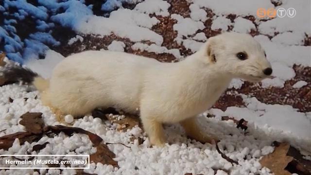 Az Év élőlényei az online térben Az Év élőlényei az online térben