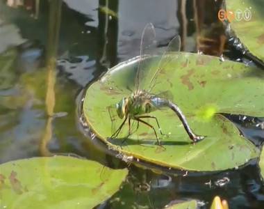 Az �v rovara ez�ttal az �ri�s szitak�t�