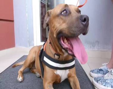 Nem csak az emberek, hanem az �llatok is szenvednek az allergi�t�l