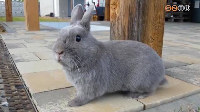 Idén még a nyuszikra is hatással van a koronavírus Idén még a nyuszikra is hatással van a koronavírus