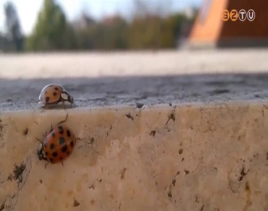 V�dekez�s a rovarok ellen