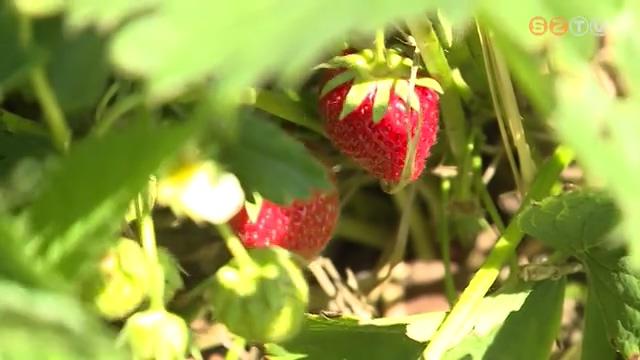 Beindult a szabadföldi eperszezon Beindult a szabadföldi eperszezon
