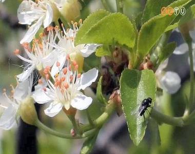 A 2019-es �v f�ja a sajmeggy