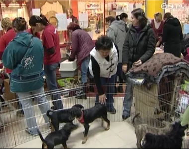 Örökbefogadó napot tartott a Fekete István Állatvédő Egyesület Örökbefogadó napot tartott a Fekete István Állatvédő Egyesület