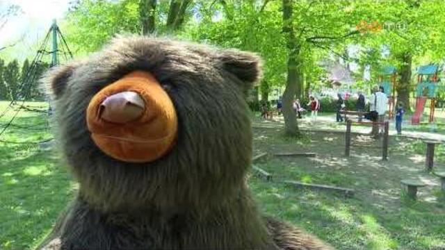 T&ouml;bb, mint t&iacute;z &eacute;ve minden &aacute;prilisban megrendezik a Medvehagyma-vir&aacute;gz&aacute;s &Uuml;nnep&eacute;t