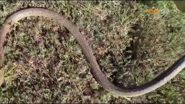 A kaszpi haragossiklt vlasztotta A Magyar Madrtani s Termszetvdelmi Egyeslet az v hlljnek
