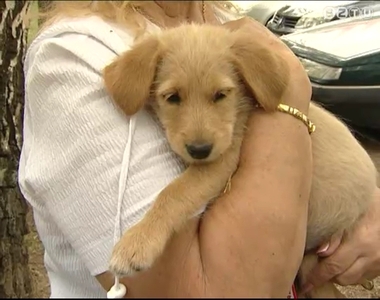 Egyre kevesebben fogadnak örökbe kutyát Egyre kevesebben fogadnak örökbe kutyát