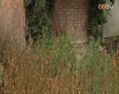 Aktualitások allergiásoknak Aktualitások allergiásoknak