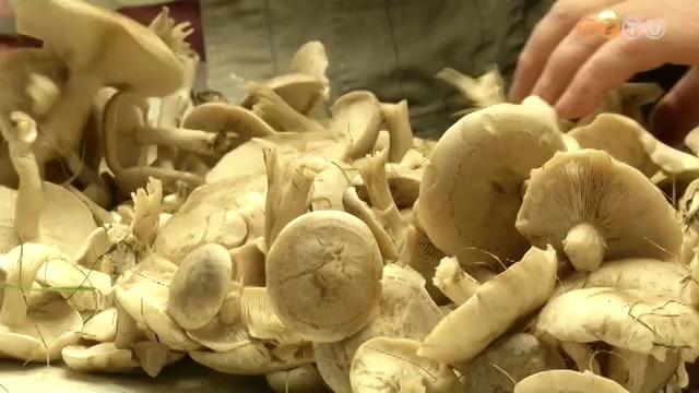 Gombadömping van az erdőben és a réten, kertekben egyaránt Gombadömping van az erdőben és a réten, kertekben egyaránt