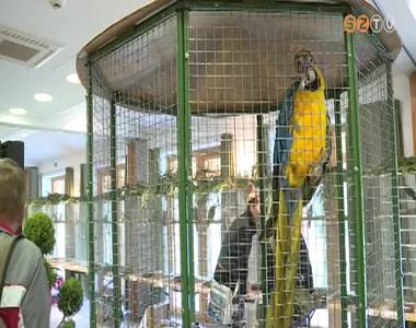 Id�n is megrendezt�k a d�szmad�r ki�ll�t�st a K�moni Arbor�tumban