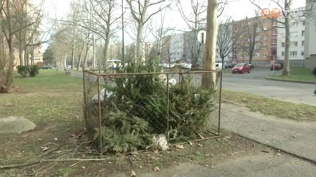 Január 31-ig gyűjtik be a kidobott karácsonyfákat Január 31-ig gyűjtik be a kidobott karácsonyfákat
