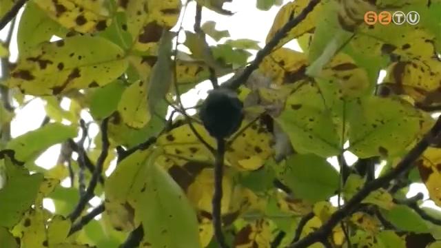 Akár 70-80 %-os is lehet a terméskiesés a dióból Akár 70-80 %-os is lehet a terméskiesés a dióból