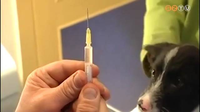 Állat és ember között nem terjed a koronavírus Állat és ember között nem terjed a koronavírus