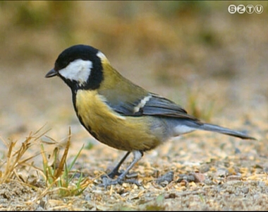 Az év madara: a széncinege Az év madara: a széncinege