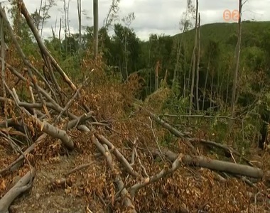 Hatalmas károkat okozott Yvette az erdőkben Hatalmas károkat okozott Yvette az erdőkben