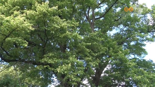 2022-ben a nagylevelű hárs az év fája 2022-ben a nagylevelű hárs az év fája