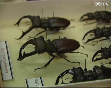 Most van a szarvasbogarak rajz�si id�szaka